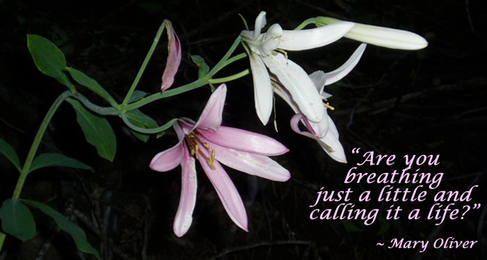 Mary oliver